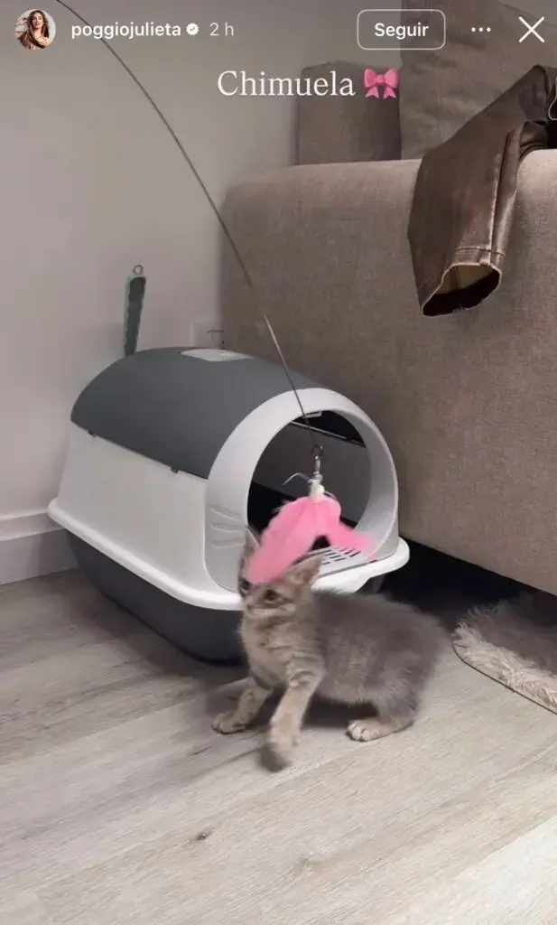 Chimuela, la gata de Julieta Poggio