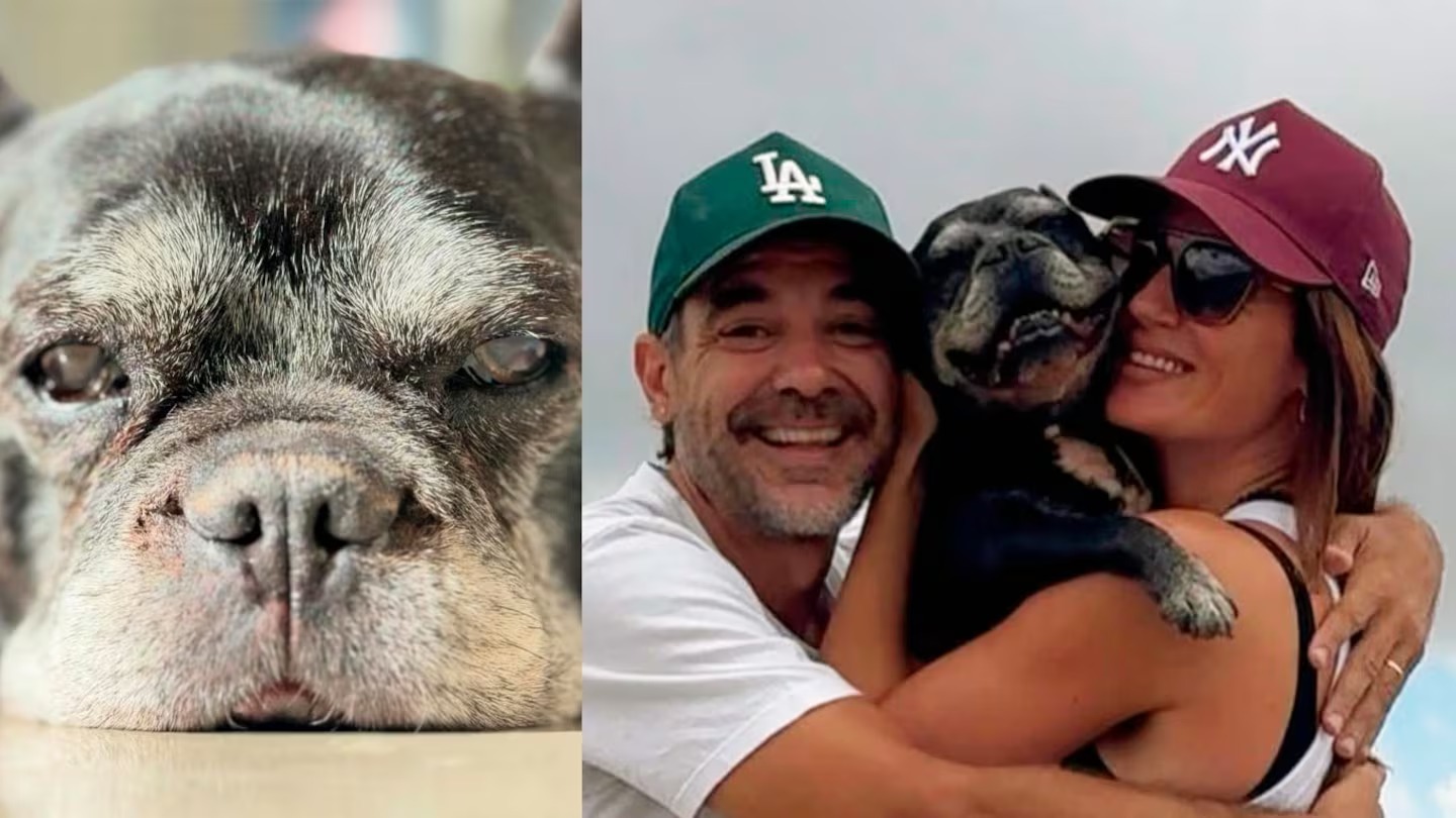 Moro, el perro de Paula Chaves y Pedro Alfonso