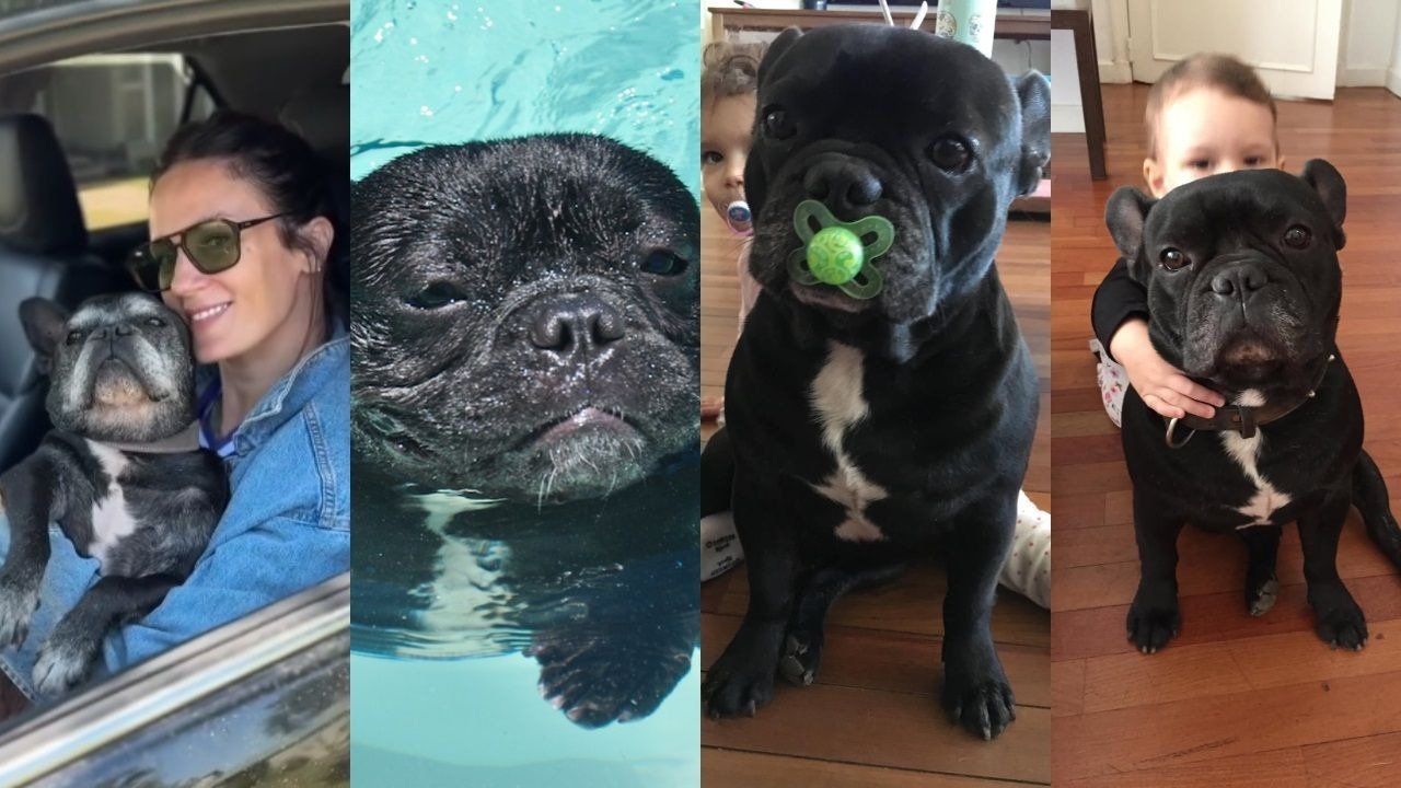 Murió Moro, el perro de Paula Chaves y Pedro Alfonso